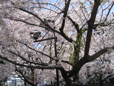 御殿坂の桜並木